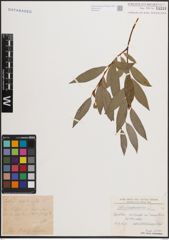 Foto von Salix daphnoides Vill.
